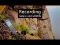 Field recording nature and wildlife with mini drop rigs