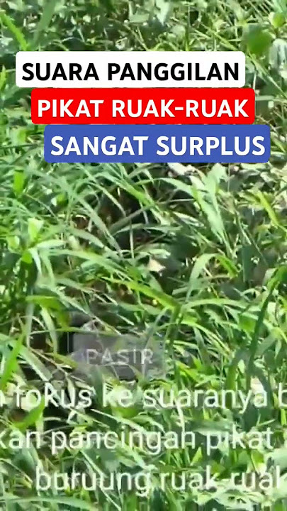 suara pikat ruak ruak #pikatruakruak #pikatruak #ruak2 #ruakruak #ruakruakgacor #ruakruakbetina