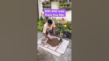 Juniper plant propagate with cutting #shorts #shortvideo #short #subscribe #viralvideo #viralshorts