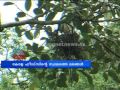 Tree trimmer: birds ended wood