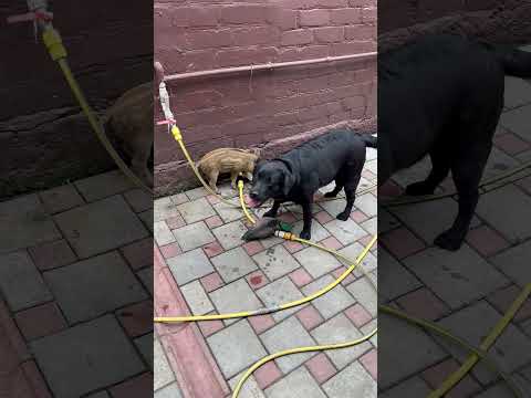 Повторяет всё за Барой) #кабан #животные #лесной #hunting #animals #собака #pig #рыбалка #лабрадор
