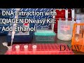 Dna extraction with qiagen dneasy kit add ethanol
