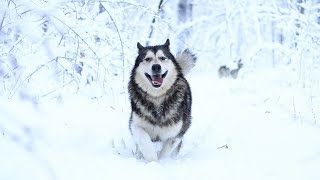 Самые счастливые собаки на снежной прогулке! Хаски и маламут в разносе! Самые счастливые собаки на снежной прогулке! Хаски и маламут в разносе!