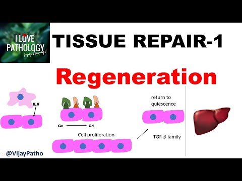 Video: Hva er fibroblastisk reparasjon?