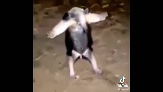 anteater T-pose meme