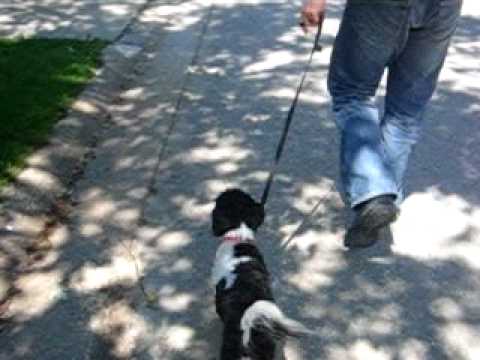 alpha-dog:-martingale-collar-starter-video