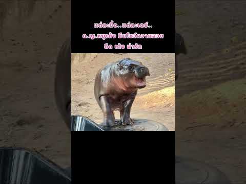 ❤️แต่ละมื้อ..แต่ละเดย์..ด.ญ.หม ❤️เด้งออดอ้อนแม่โจน่า shorts short shortvideo หมูเด้ง moodeng animals cute funny zoo hippo