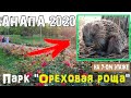 Анапа 2020. Прогулка по парку Ореховая роща. Встреча с ёжиком, который не боится людей.