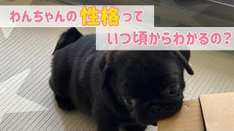 鼻ぺちゃ犬 Youtube