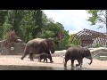 Artis Amsterdam Zoo: pasgeboren olifantje naar buiten