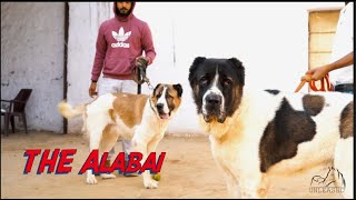 Giant Alabai - Central Asian Shepherd Dog (शौक बड़ी चीज़ है)