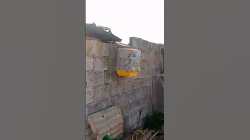 تغريد طائر الحداد سلاوي ملكي الله ادير الخير 