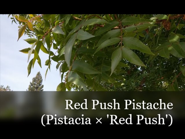 Desert Plant: Red Push Pistache (Pistacia x 'Red Push') 