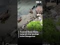 Geese and their babies taking over the Chicago River