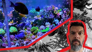 Le Crash de l'Aquarium Récifal : Une Leçon de Survie pour les Passionnés d'Aquariophilie