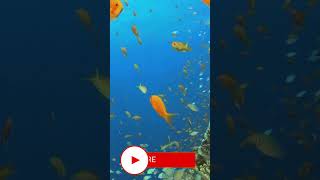 4K AQUARIUM WORLD RELAXING MUSIC Sessoin 64