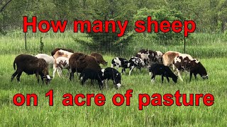 How many horned hair sheep on an acre of pasture Hairy Sheep