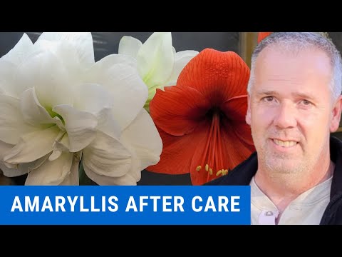 วีดีโอ: Droopy Amaryllis Plants - ทำไมใบไม้บน Amaryllis ถึงหลบตา