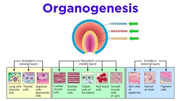 Stages of Animal Development: Cleavage, Gastrulation, Organogenesis