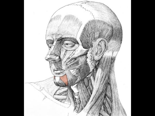 Brass Player Injuries & Disorders