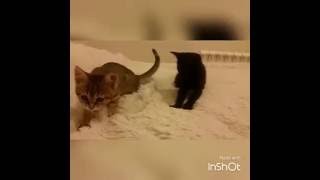 Массаж от котят Массаж от котят