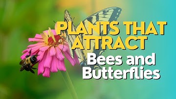Creating a Pollinator Paradise: Plants That Attract Bees and Butterflies