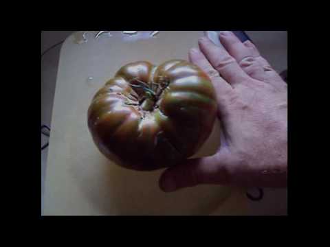 Video: Tomato 'Arkansas Traveler' Info: Što je Arkansas Traveler Tomato