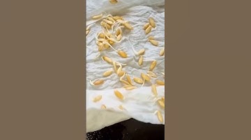 #cucumber seed growing #germinating cucumber seeds #how to grow cucumber at home
