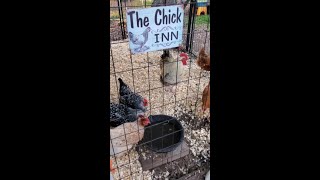 Chicken Coop Spring Clean #chickencoop #chickens #chickenlife #coop #springcleaning #homestead