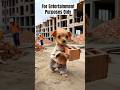 Puppy’s Motivationa Journey #shorts #aivideo #puppyvideos #ai