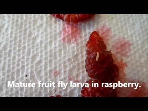 Video: Kalahkan Lalat Raspberry