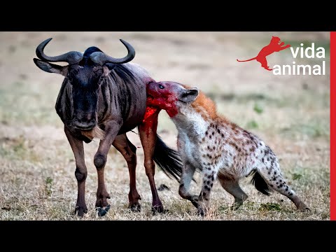 Video: Wildebeest - ի՞նչ կենդանի է սա: Համառոտ նկարագրություն և ապրելակերպ