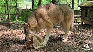 Noah's Ark Wolf Hybrid Scent Marks with Enrichment Bag