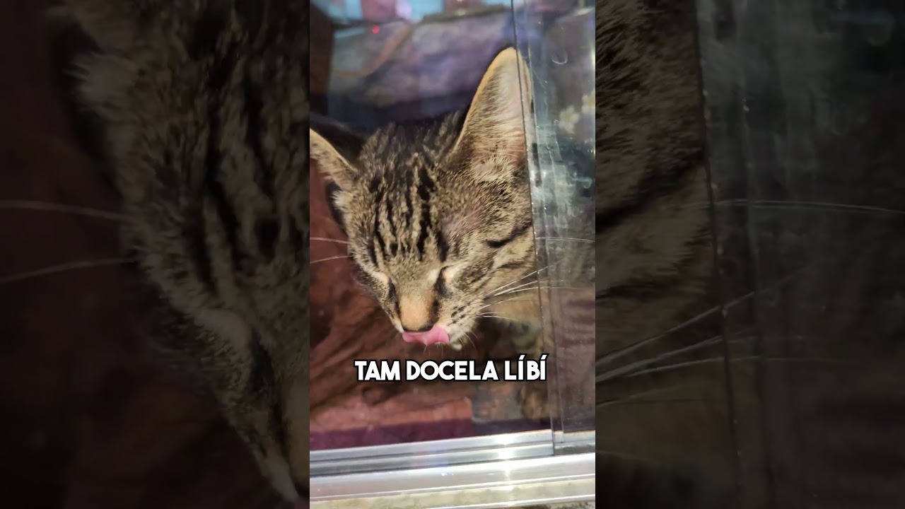 SATAN VLEZL DO TERÁRIA 