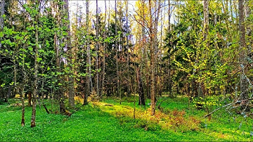 Spring Forest Birdsong for Relaxation and Sleep