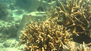 ITK on Coral Transplantation in Kepulauan Seribu