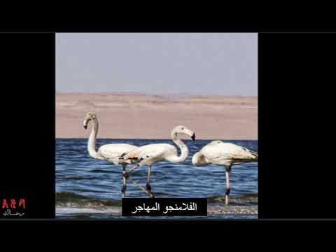 الاراء المختلفة لسبب تسمية بحيرة قارون