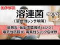 溶連菌(溶血性レンサ球菌)とその病気・治療について解説します