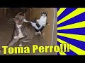 Videos Chistosos 2019 😂 Perros y Gatos Muy Graciosos