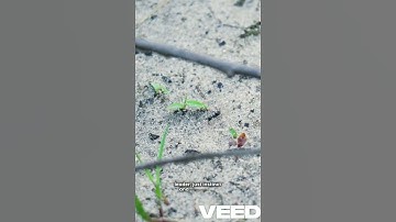 Ants  Nature