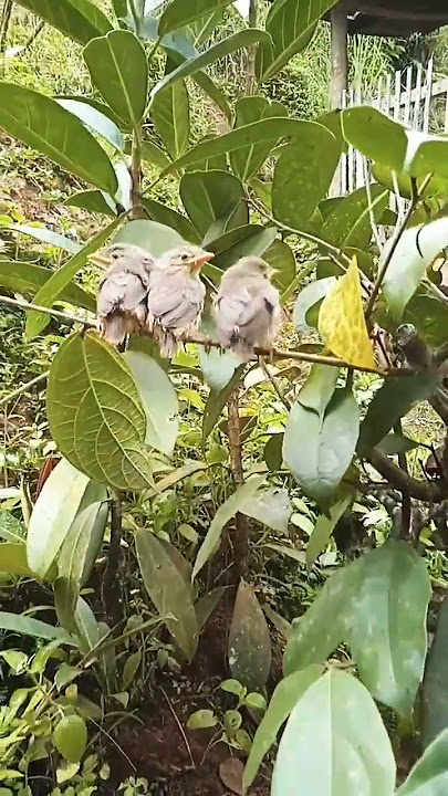 tiga ekor anak burung ciblek di alam baru belajar terbang#shortvideo #shorts