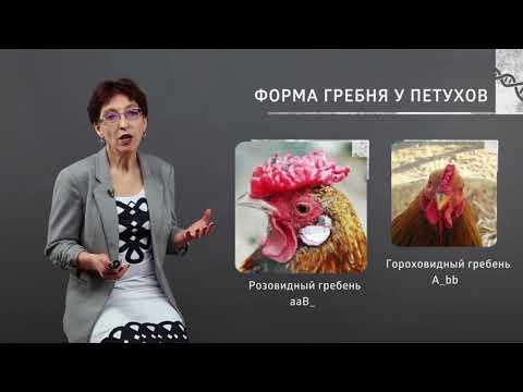 Что такое Комплементарность