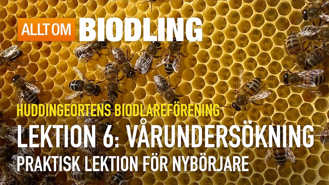 Vårundersökning - Praktisk lektion | Nybörjarkurs i Biodling