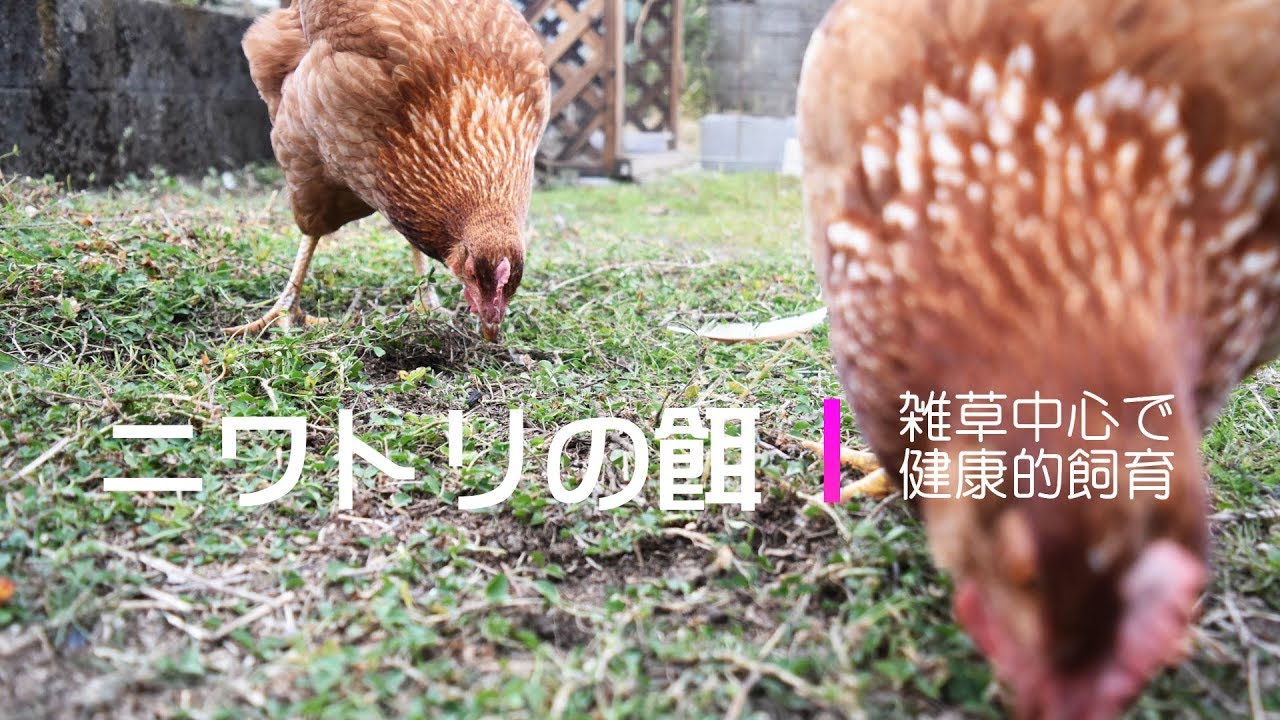 ニワトリの餌の作り方 ニワトリの飼い方 趣味千