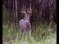 Awesome Deer Hunting Video with a Bow!! 192&quot; Buck!