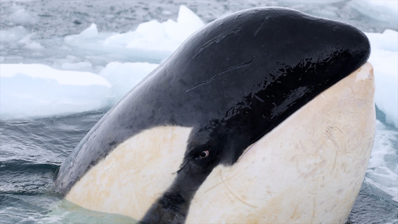 Close Encounter with B1 Killer Whales, Antarctica!