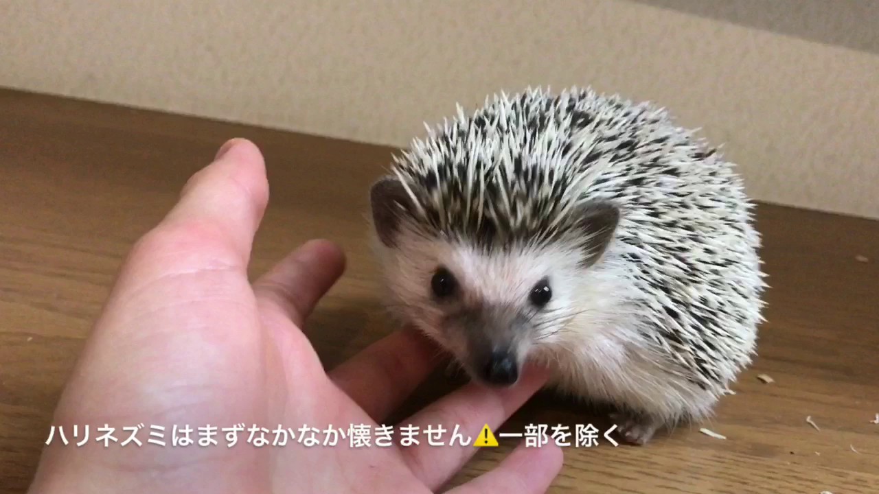 ハリネズミがなつく方法と慣れるまでの期間について