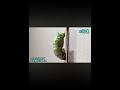 ナミアゲハの蛹化(本編は関連動画からご覧ください)