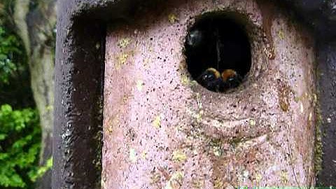Bumble Bees in the Birdbox