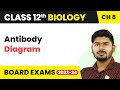 Antibody Diagram - Human Health and Disease | Class 12 Biology